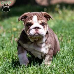 Marina Mocha, English Bulldog Puppy
